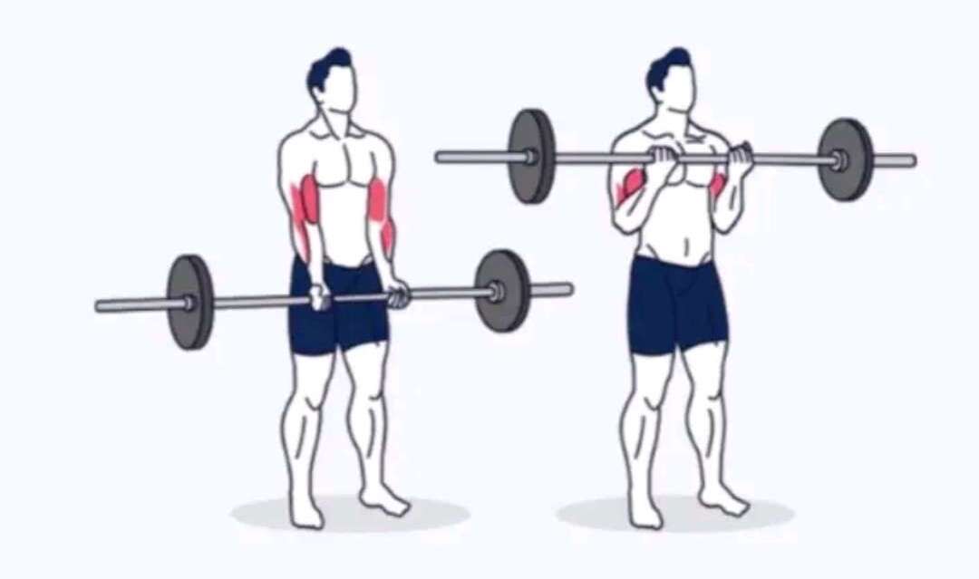 Barbell Bicep Curls Image