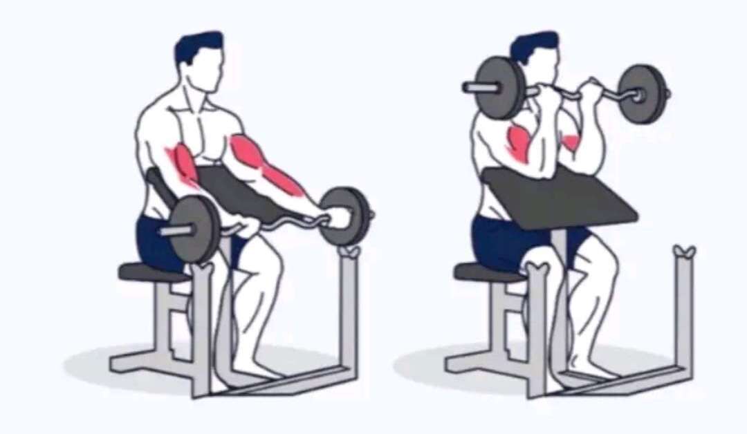 Preacher Curl Image