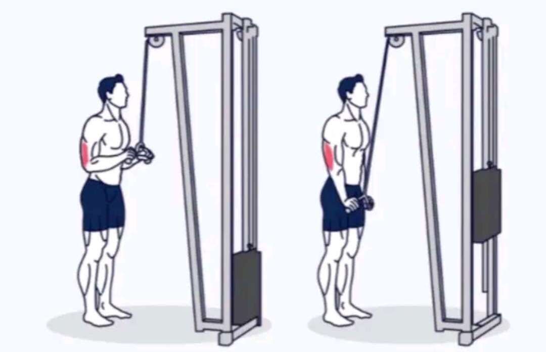 Tricep Extensions Image